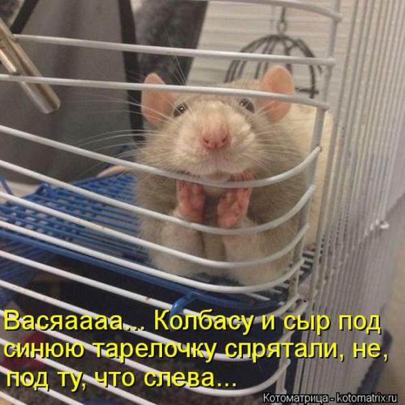 �����������(�������� � ���������)