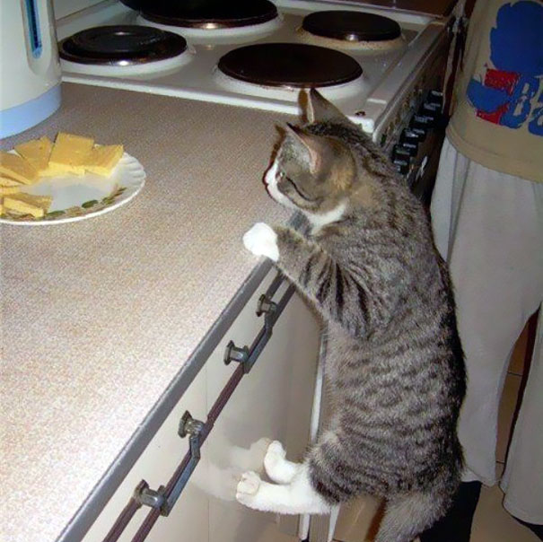 Коты, которых поймали на горячем - 45 отчаянных фотографий Коты, которых поймали на горячем - 45 отчаянных фотографий