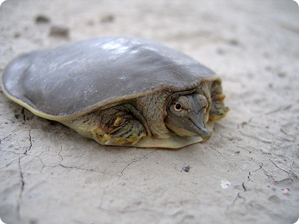   (. Apalone spinifera)