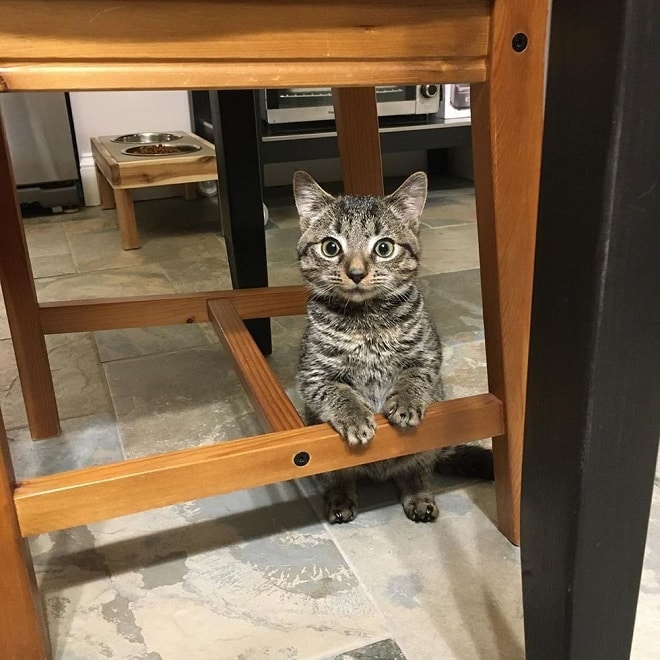 Котенок под стулом Котенок стоит