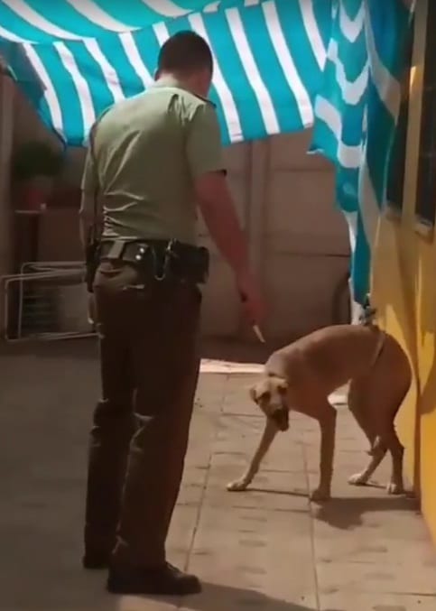 пес и полицейский пес