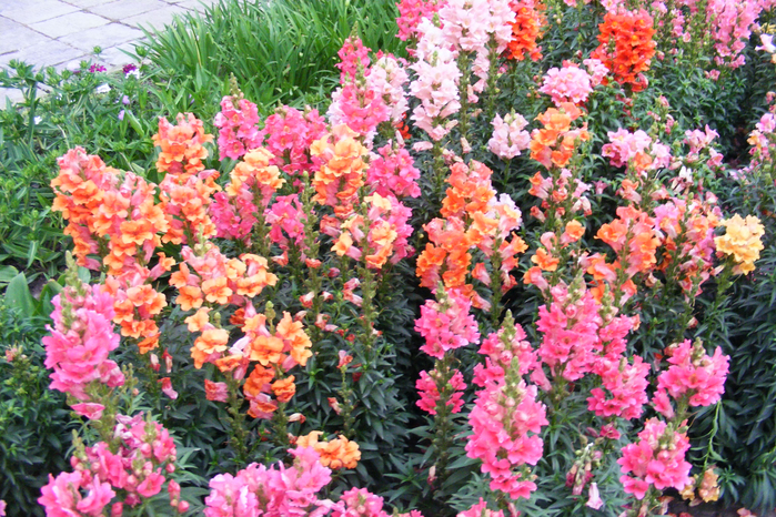 DSCF9735 (700x466, 628Kb)