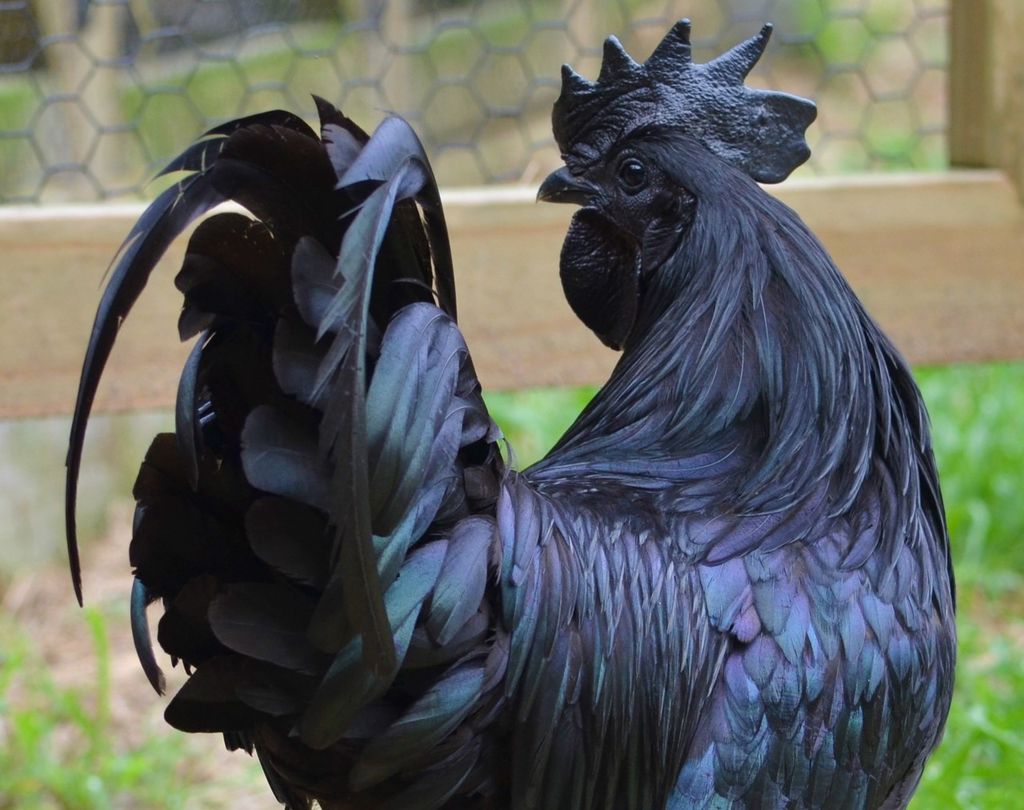 Аям чемани (ayam cemani) — редкая декоративная порода кур Аям чемани (ayam cemani) — редкая декоративная порода кур
