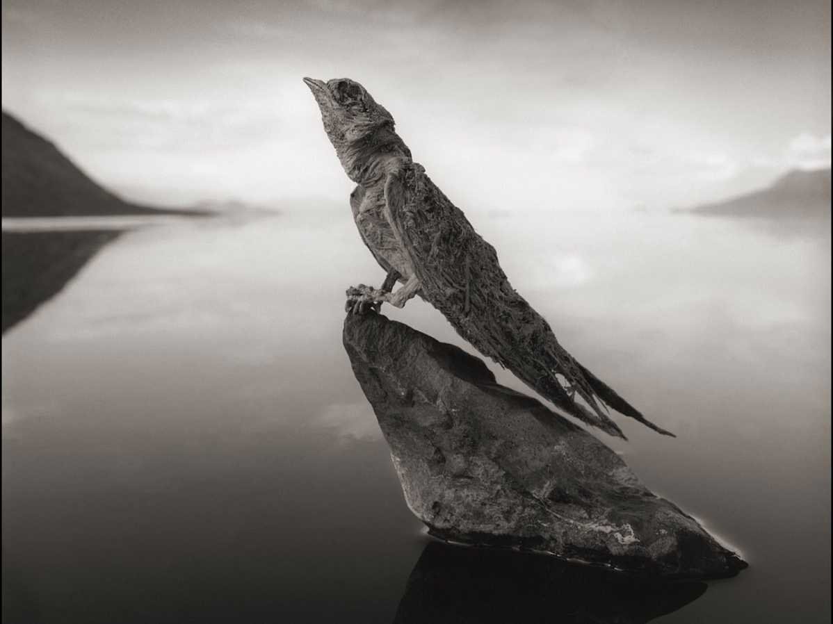 nick-brandt-took-mesmerizing-photographs-of-birds-and-bats-at-tanzanias-lake-natron-that-look-as-if-they-have-turned-to-stone-theyre-not-really-stone-but-have-been-made-rock-hard-from-the-high-levels-of-soda-ash