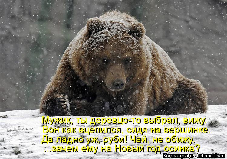 Котоматрица: Мужик, ты деревцо-то выбрал, вижу. Вон как вцепился, сидя на вершинке. Да ладно уж, руби! Чай, не обижу. ...зачем ему на Новый год осинка?