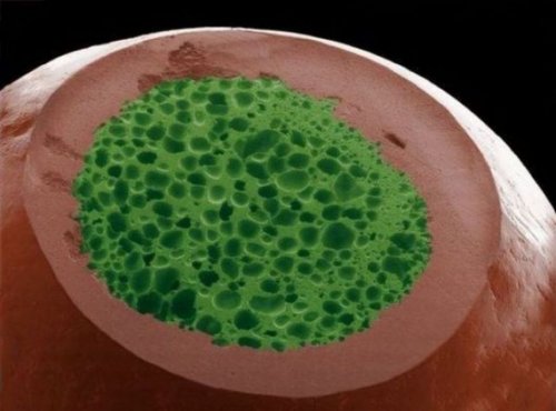 Макрофотографии обычных вещей (29 шт)