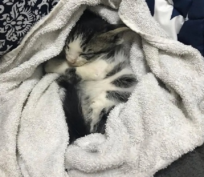 Котенок укутался Котенок спит в полотенце