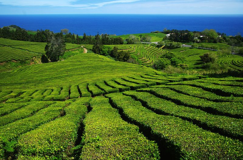Азорские острова - места нетронутой природы