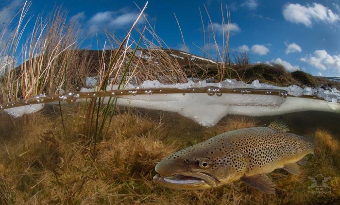 Победители конкурса подводной фотографии