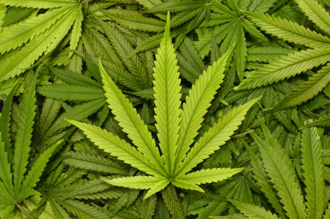 1-marijuana 1-marijuana