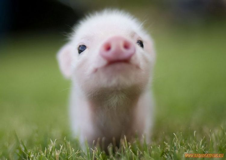 Забавные животные (34 фото) Забавные животные (34 фото)
