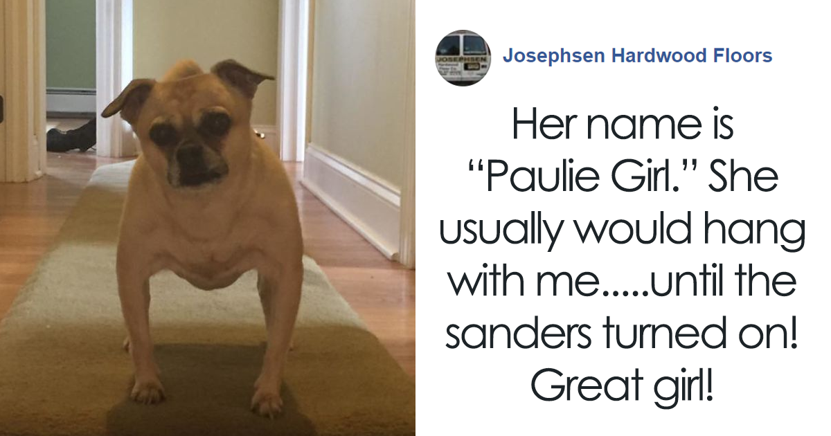 People Are Loving These Doggy Helpers That A Flooring Contractor Makes His ‘Employees Of The Week’