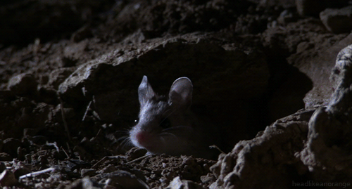 A howling grasshopper mouse. (Untamed Americas - NGC)
