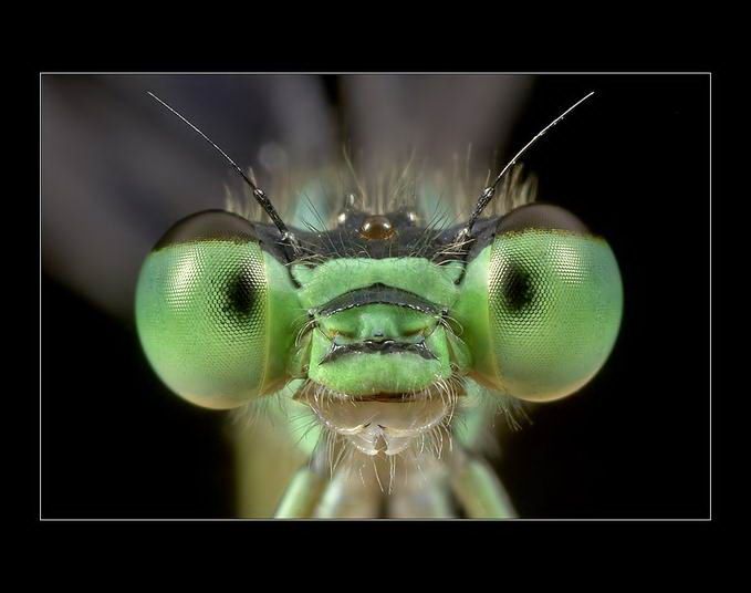 Великолепные моменты из мира животных (60 фото) Великолепные моменты из мира животных (60 фото)