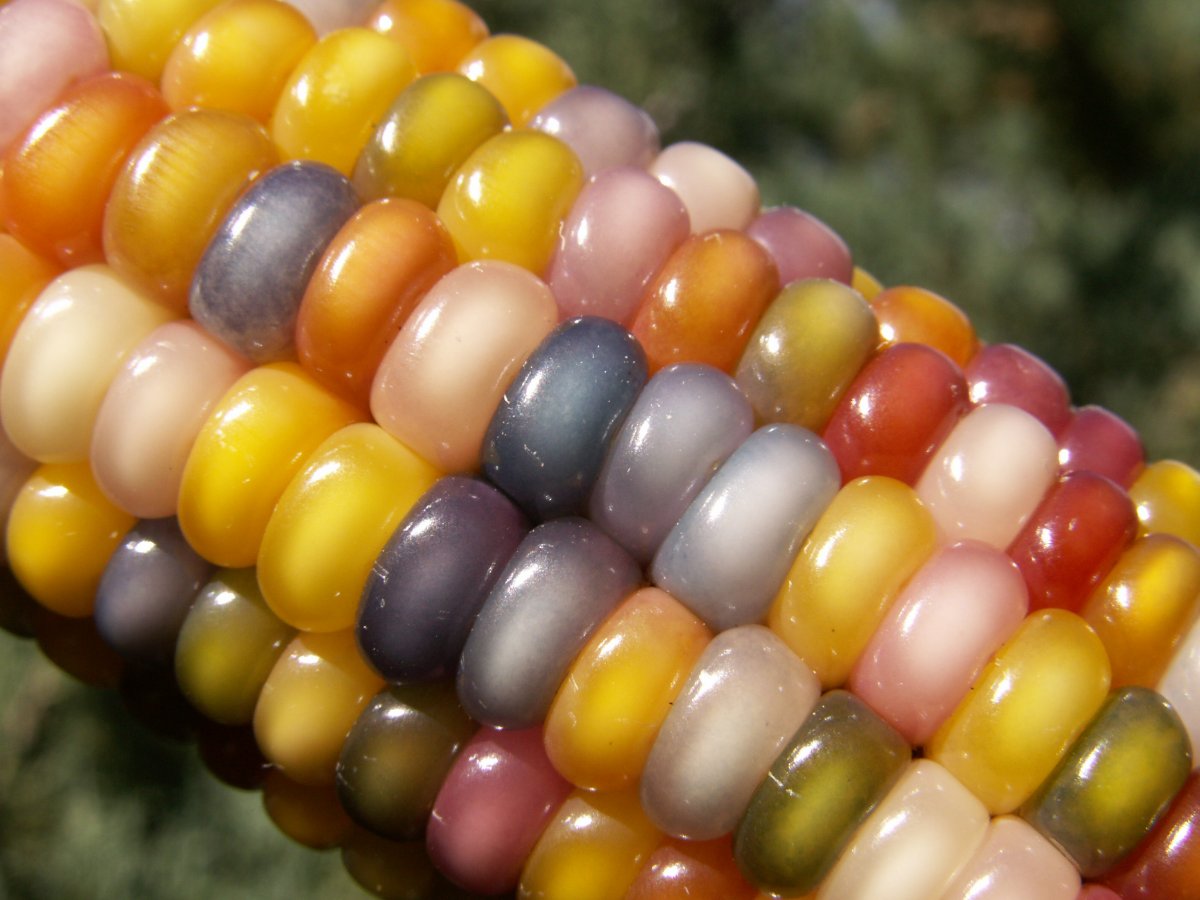 this-year-the-public-discovered-that-glass-gem-corn-a-unique-variety-of-rainbow-colored-corn-can-be-purchased-online-through-native-seedssearch-a-non-profit-conservation-organization