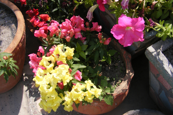 DSCF9824 (700x466, 481Kb)