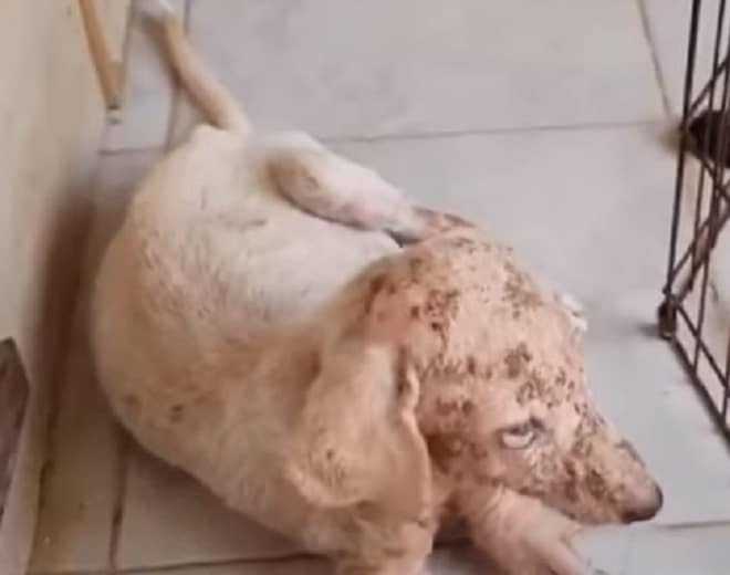 Бездомный щенок Собака в ранах