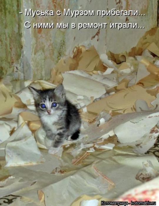 Котоматрицы (картинки с надписями)