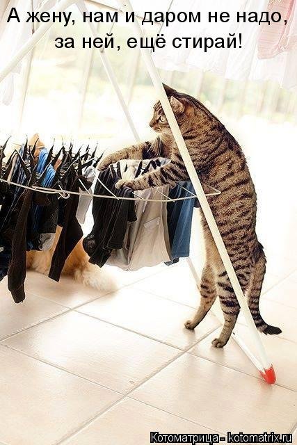 котомашечки от Лисицы))