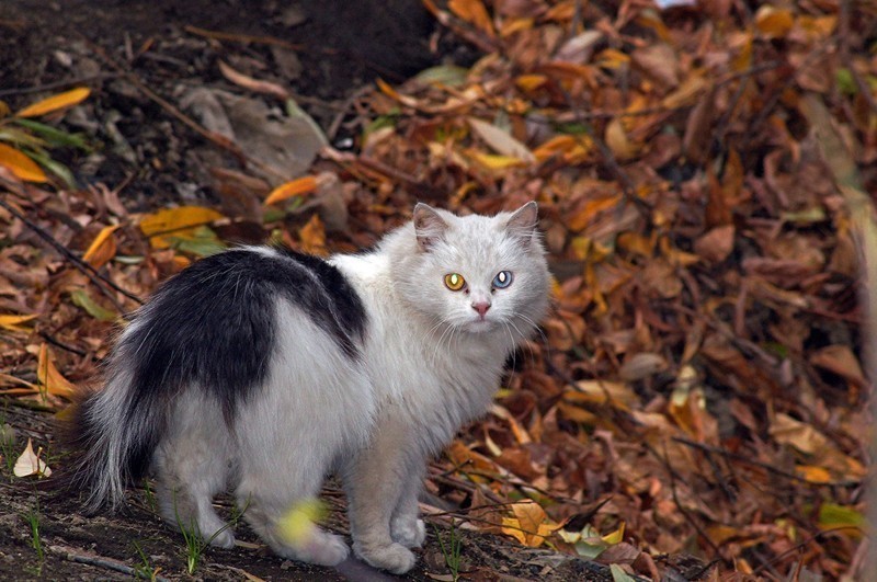 Совсем не диванные коты