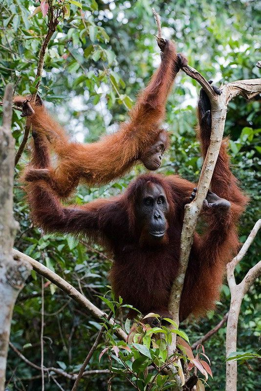 Великолепные моменты из мира животных (60 фото) Великолепные моменты из мира животных (60 фото)