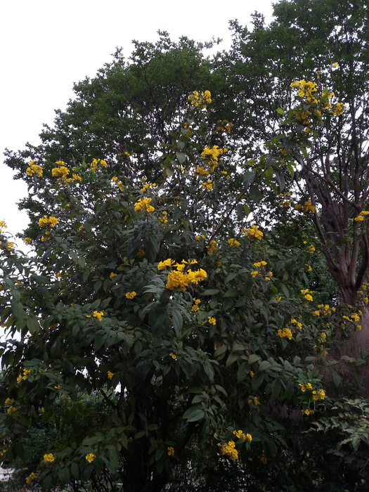 20130417_174458 (525x700, 505Kb)