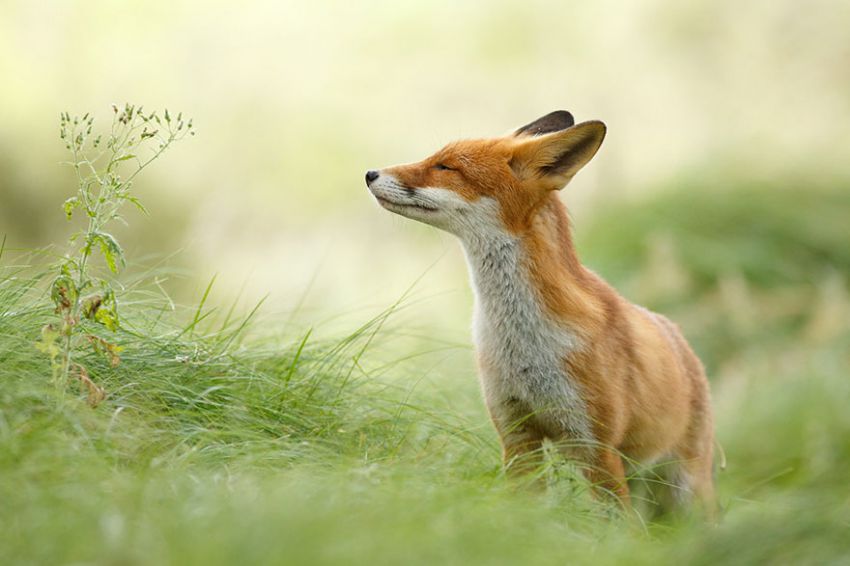 Лисы в дикой природе. Фотографии Roeselien Raimond фото, лисы, природа