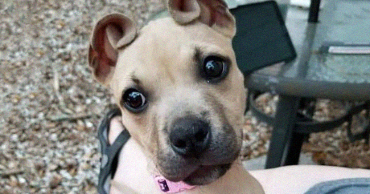 This Rescued Puppy Has Cinnamon Roll Shaped Ears And People Are In Love