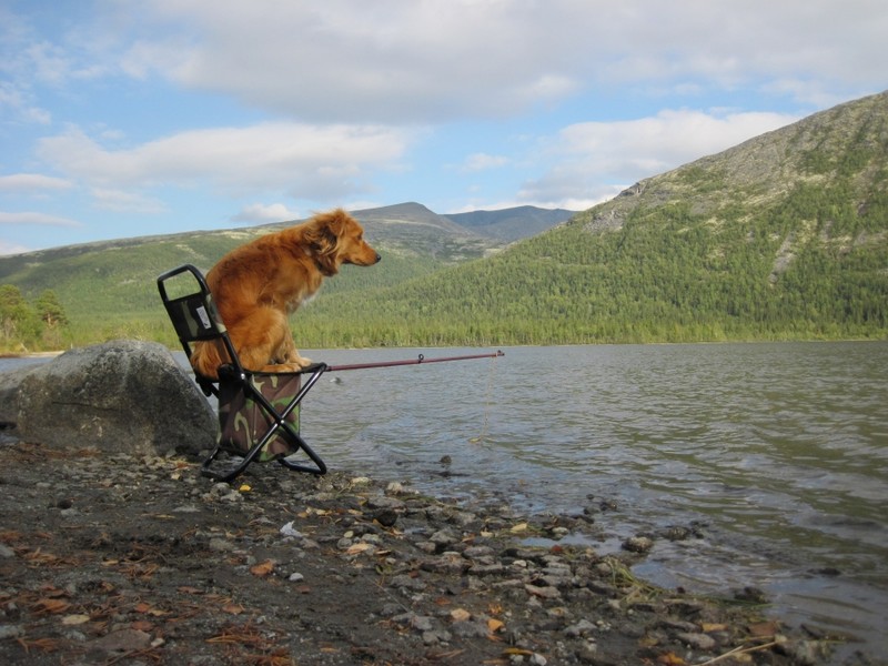 Забавные и милые животные заряжают позитивом