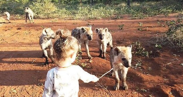 Как 2-летняя малышка подружилась с дикими гиенами