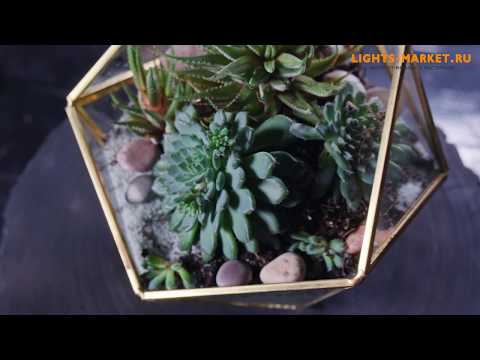 Флорариумы для колец и растений. Мастер-класс Флорариумы для колец и растений. Мастер-класс