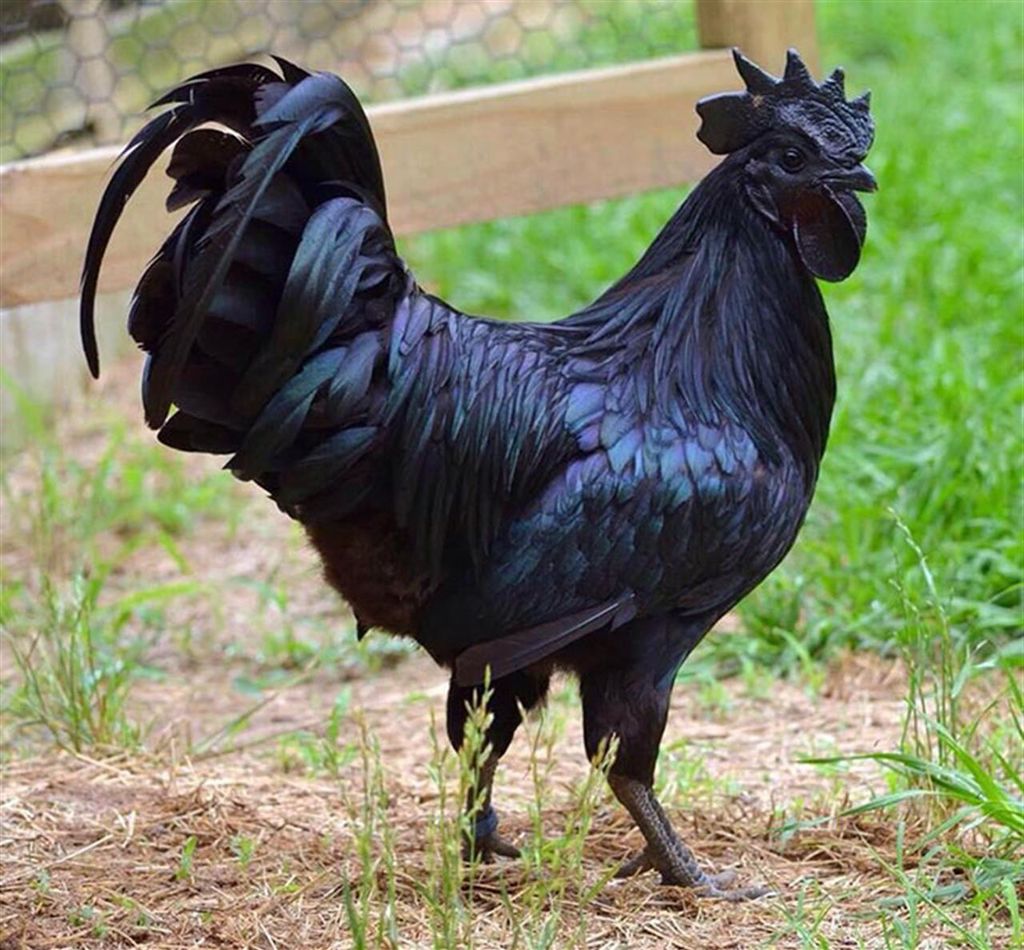 Аям чемани (ayam cemani) — редкая декоративная порода кур Аям чемани (ayam cemani) — редкая декоративная порода кур