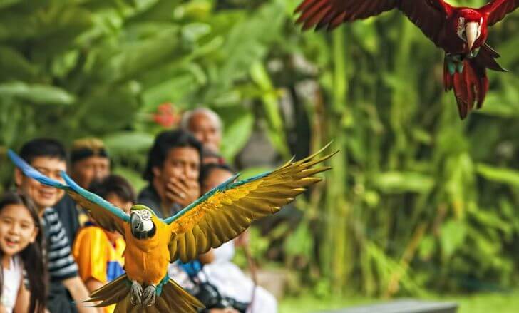 bali-bird-park