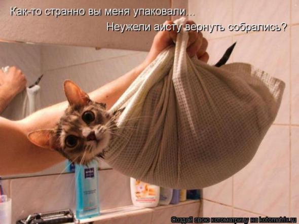 Котоматрицы (картинки с надписями)