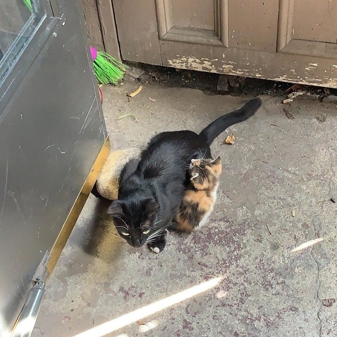 Бездомные кошка с котенком Кошка и котенок