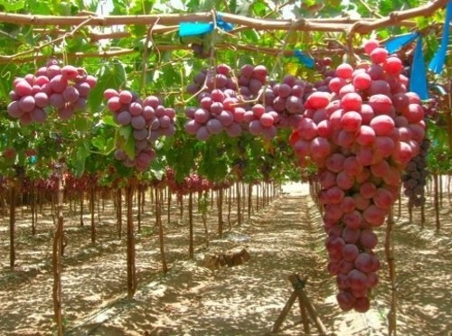 лечебный виноград