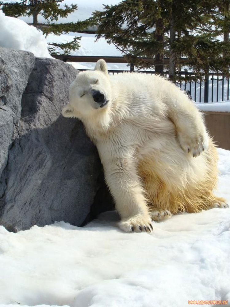 Забавные животные (34 фото) Забавные животные (34 фото)