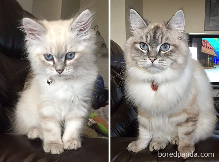 Котята, которые с возрастом превратились в шикарных котов и кошек