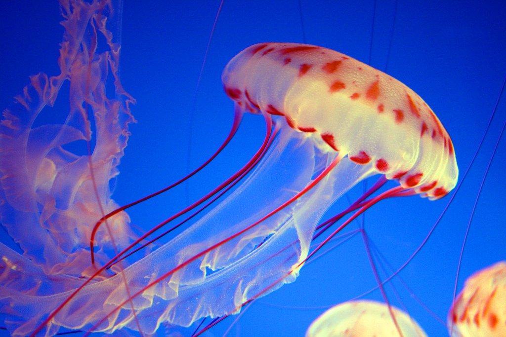 Jellyfish08