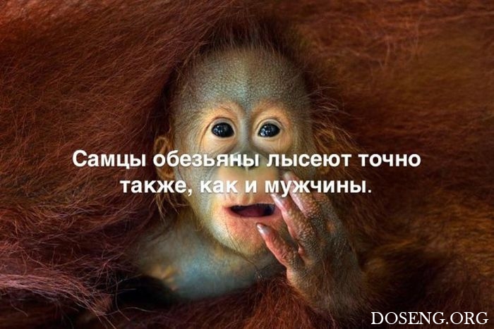 Любопытные и интересные факты обо всем на свете Любопытные и интересные факты обо всем на свете