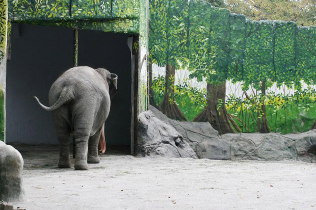 'Depressed' zoo elephant has lived alone for 35 years