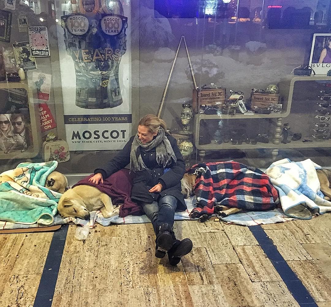 В Стамбуле собак пускают в магазины на ночь, чтобы они не замерзли во время холодов Фото: скриншот с видео