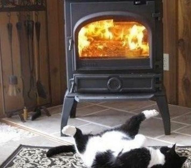 20 шикарных фотографий, в которых вся суть котанов 20 шикарных фотографий, в которых вся суть котанов