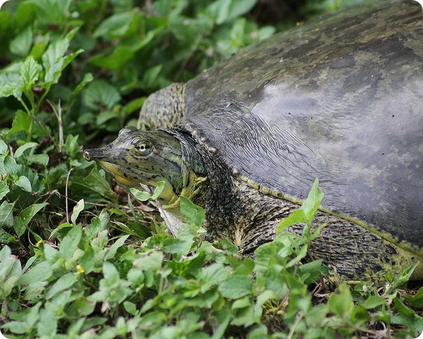   (. Apalone spinifera)
