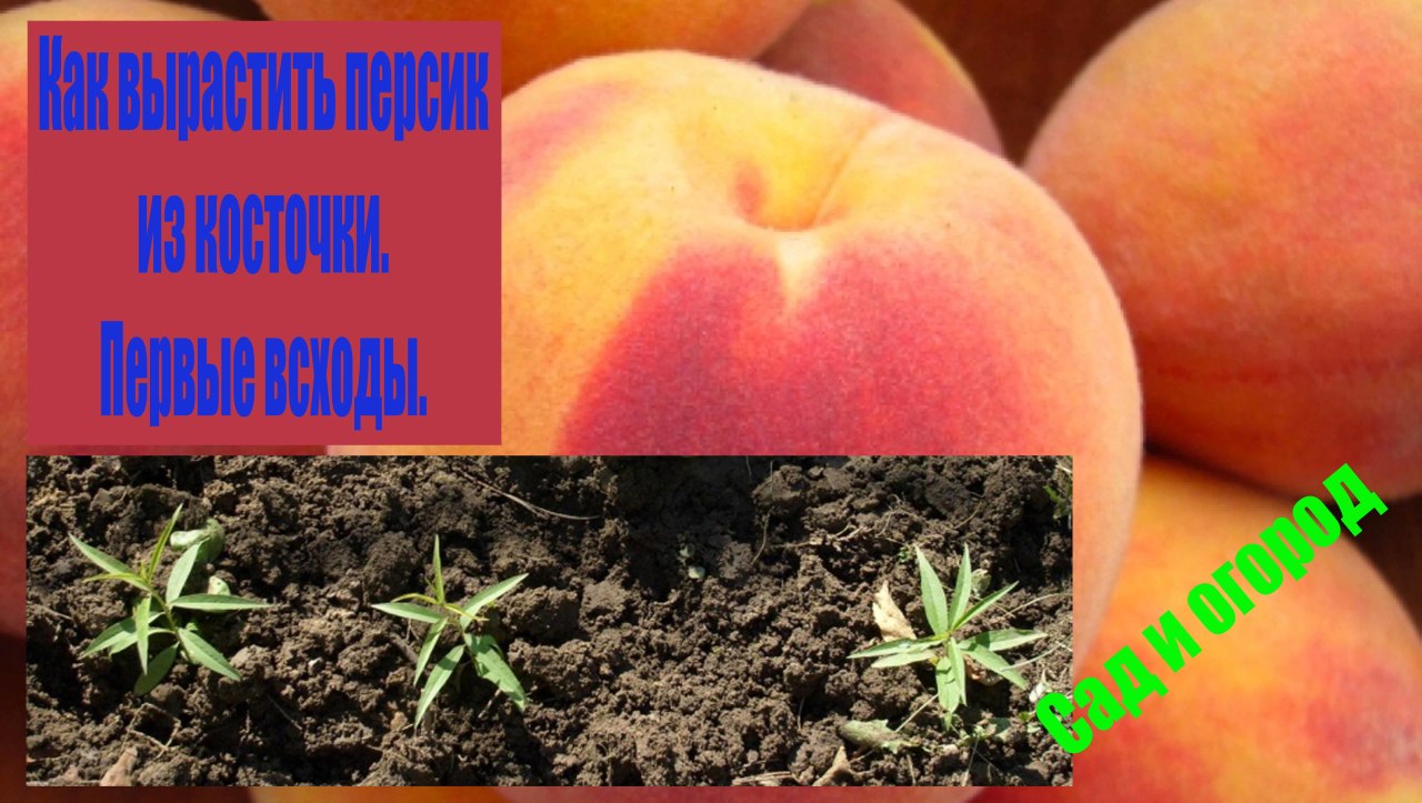 Когда лучше сажать косточку персика 98