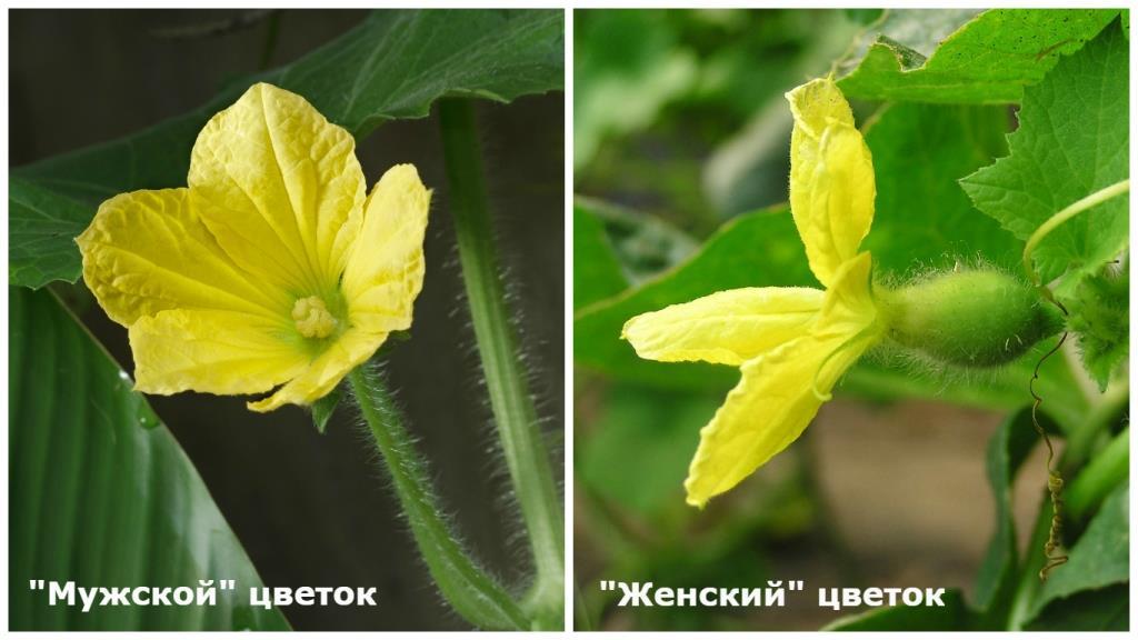 белье почему цветки арбуза не дает завязи белье