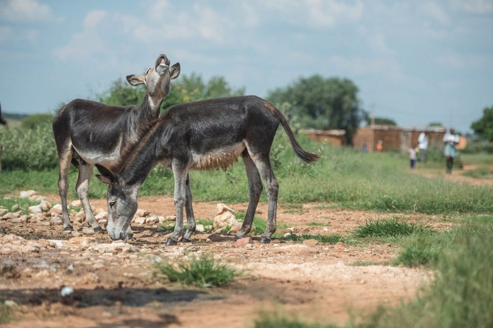 Ослы