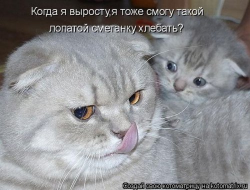 Лучшие котоматрицы недели