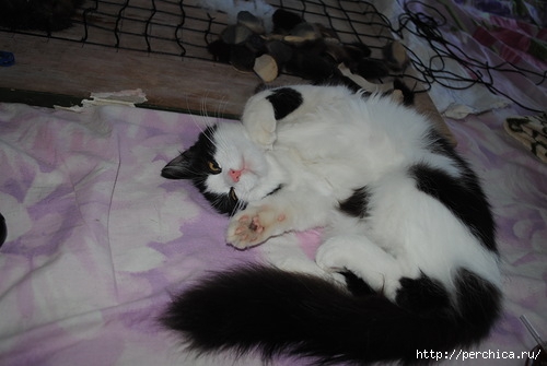 0_101245_b1d703e1_L (500x335, 90Kb)