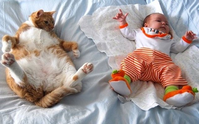 кошки, дети, дом